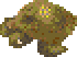 Raw Sea turtle