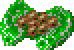 Germinated Yommi tree seed